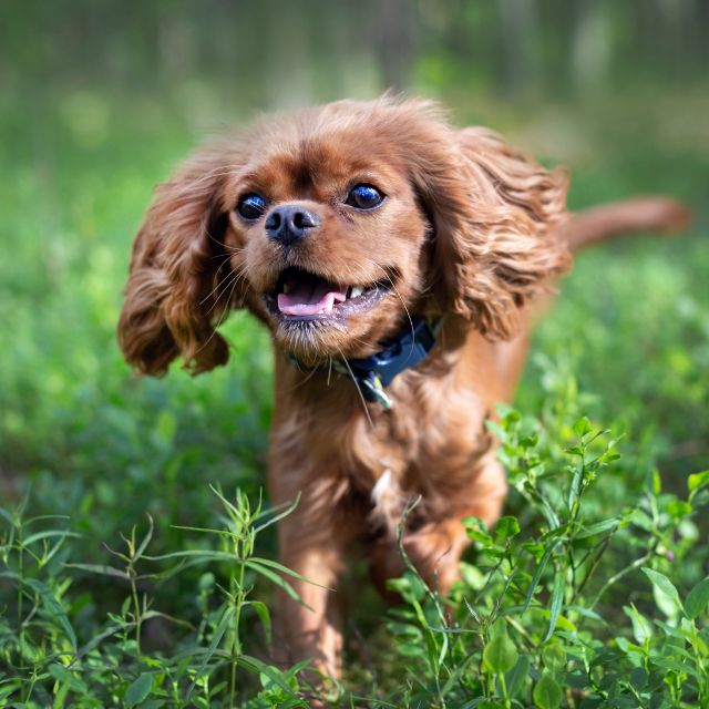 A Dog Running in Grass