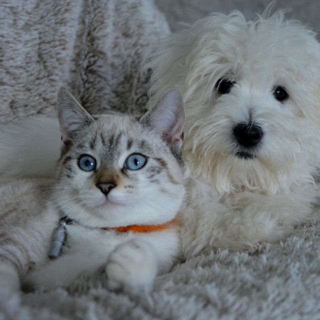 A Dog and a Cat Lying on a Blanket