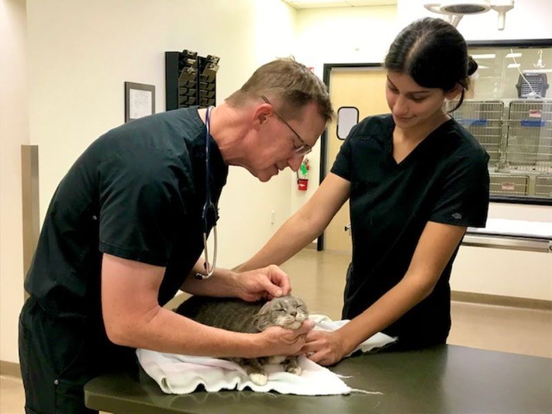 Veterinarian Doing Cat's Checkup
