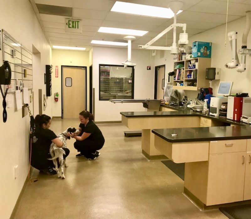 Staff Petting a Dog
