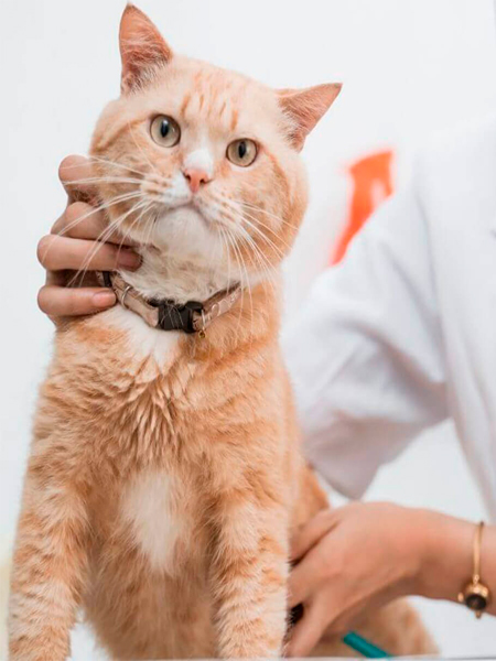 Pet-dermatology image A vet is holding a cat