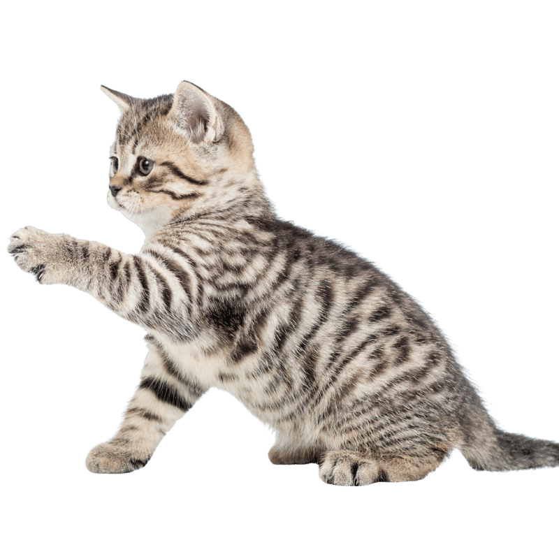 Playful kitten with striped fur Playful tabby kitten with striped fur
