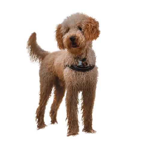 A-furry-Dog A furry Dog