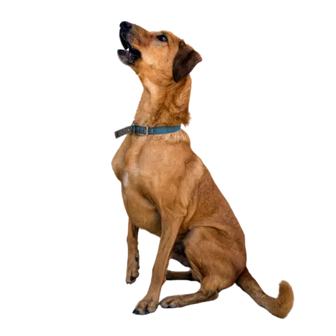 a-long-dog a long dog